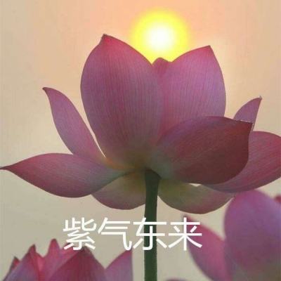 宠物魔法手游下载